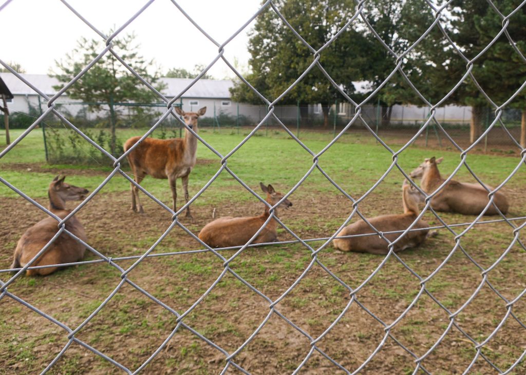 caption for image 1