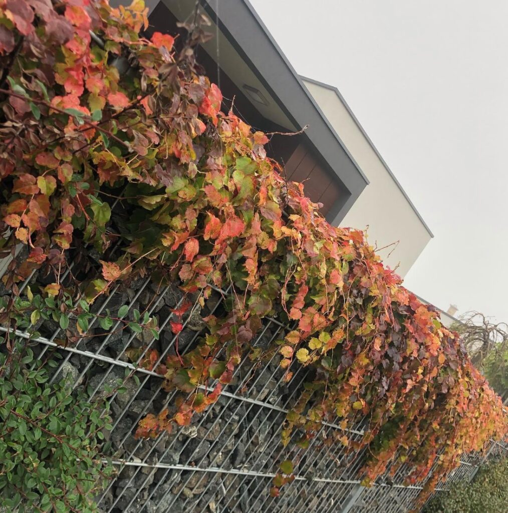 caption for image 1